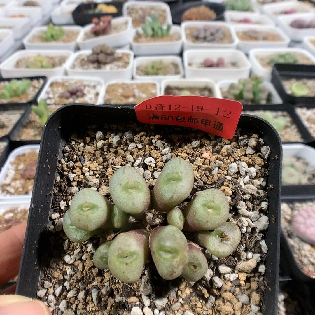 12-19-12    海豚1群