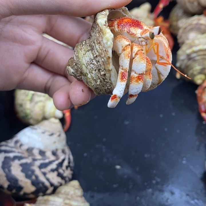 2.4口红头毛里求斯