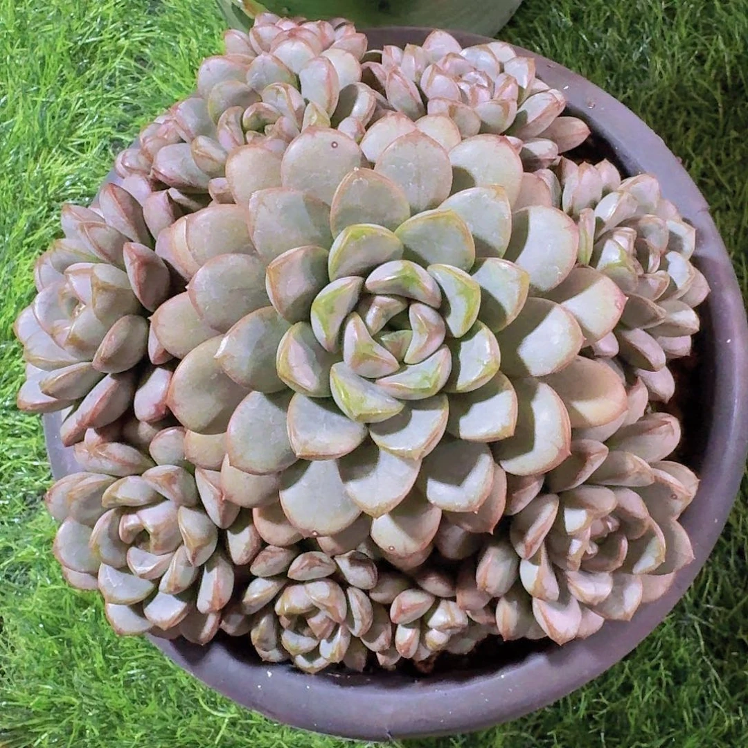 葡萄捧花一物一拍