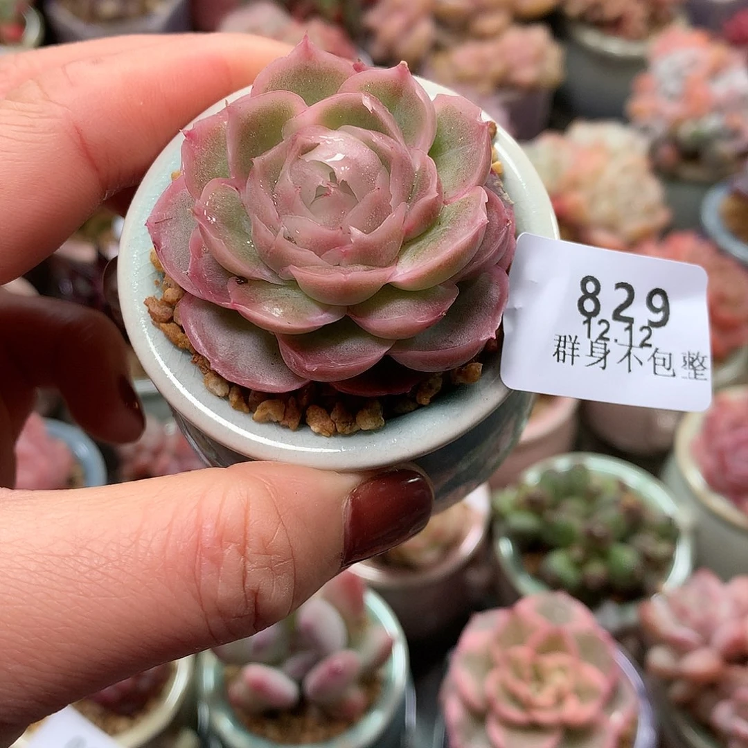 精控拇指盆12.12829