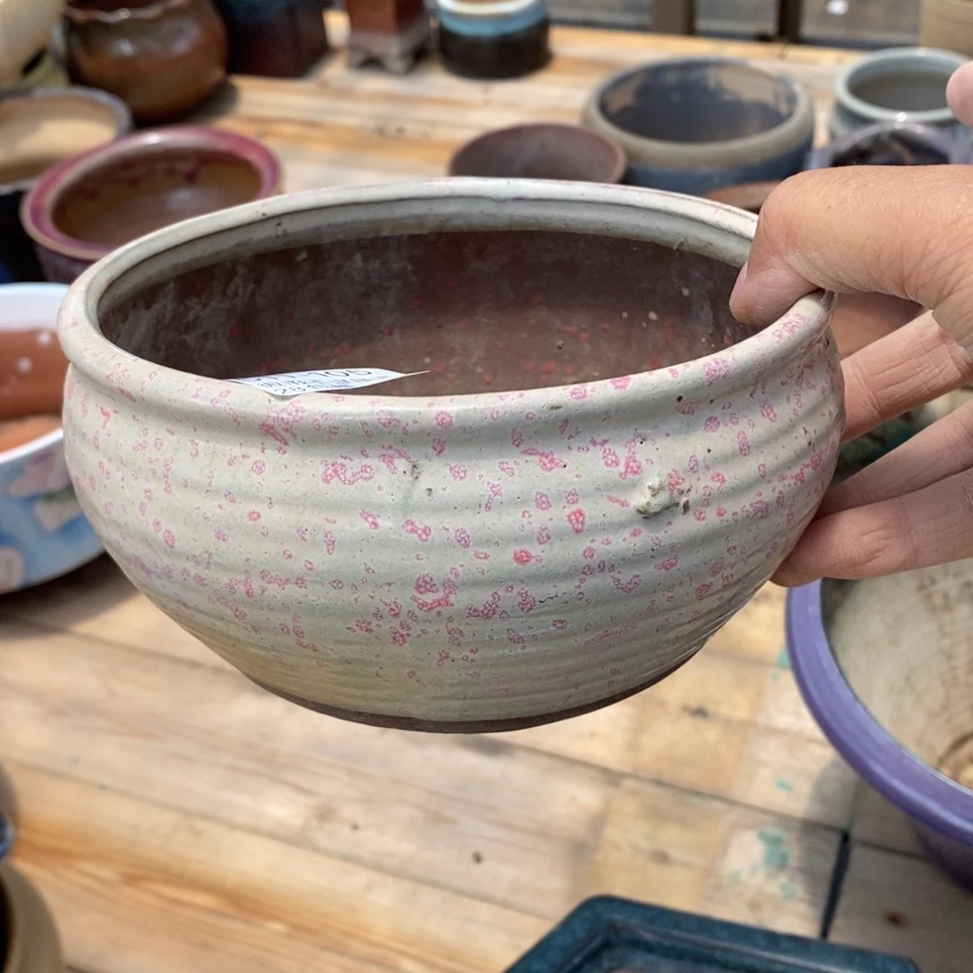 ?****?105号多肉盆一个呀