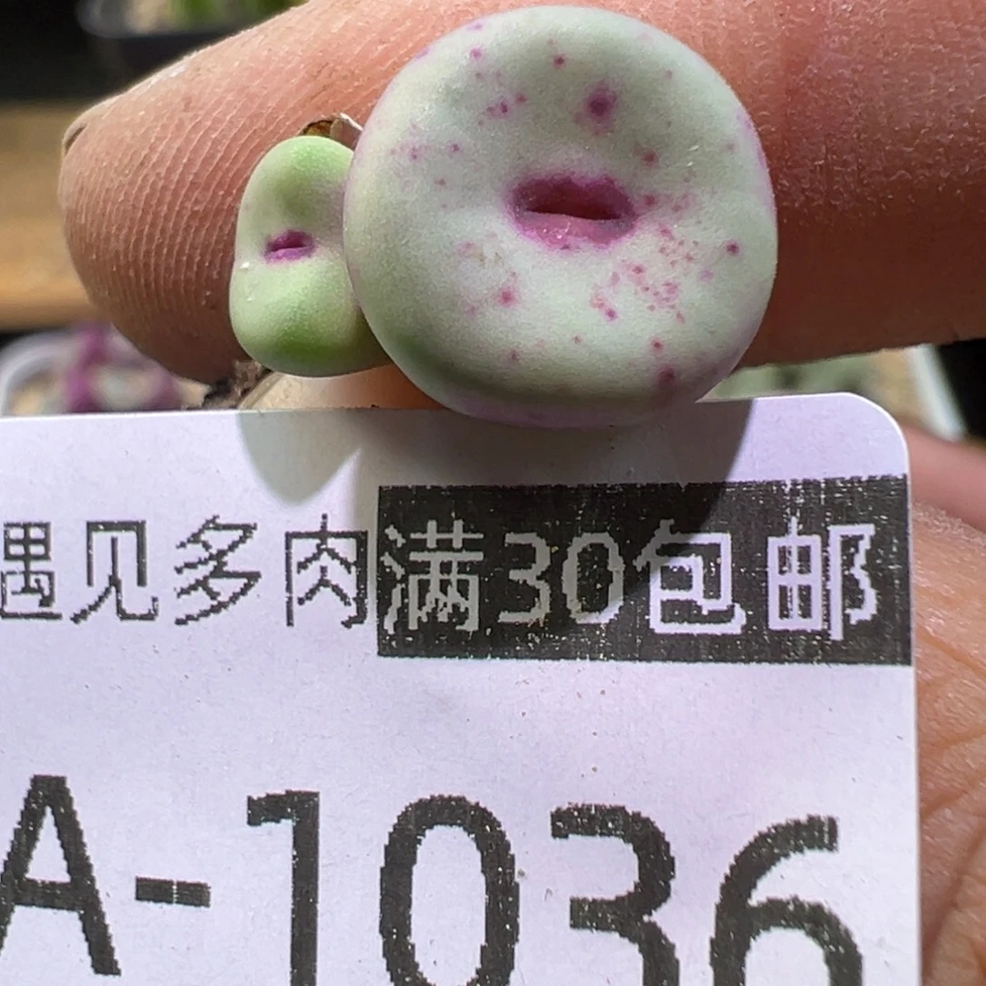 多肉植物111111111111