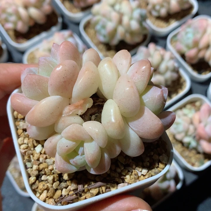 58包邮  群生不包整18