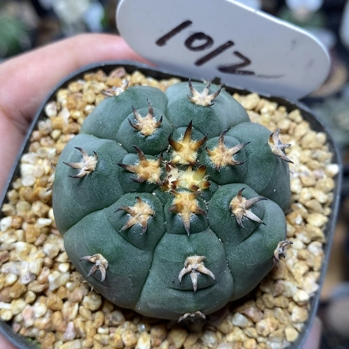 实生猫爪1012号4.8cm