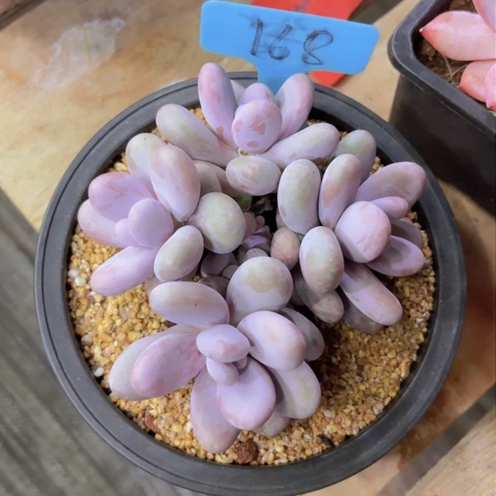 ?****一我的小可爱们都好可爱