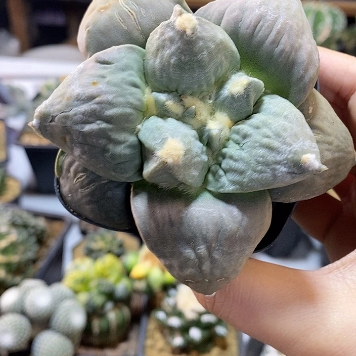 3号自根宽尤紫姬牛舌9.2公分