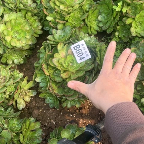 604万拉丝不包断枝