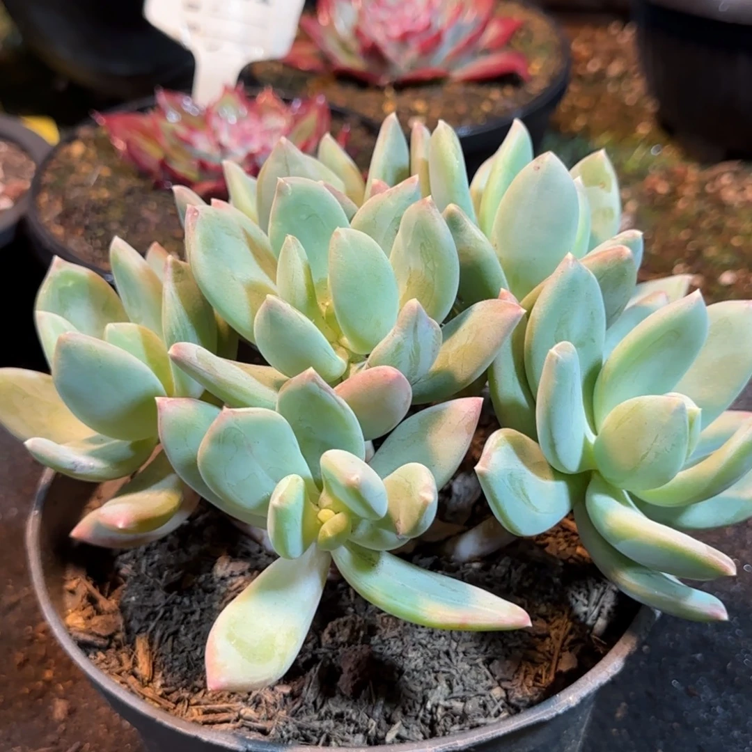 鑫星美人一物一拍包装收缩花旱