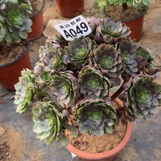 049万拉丝不包断枝