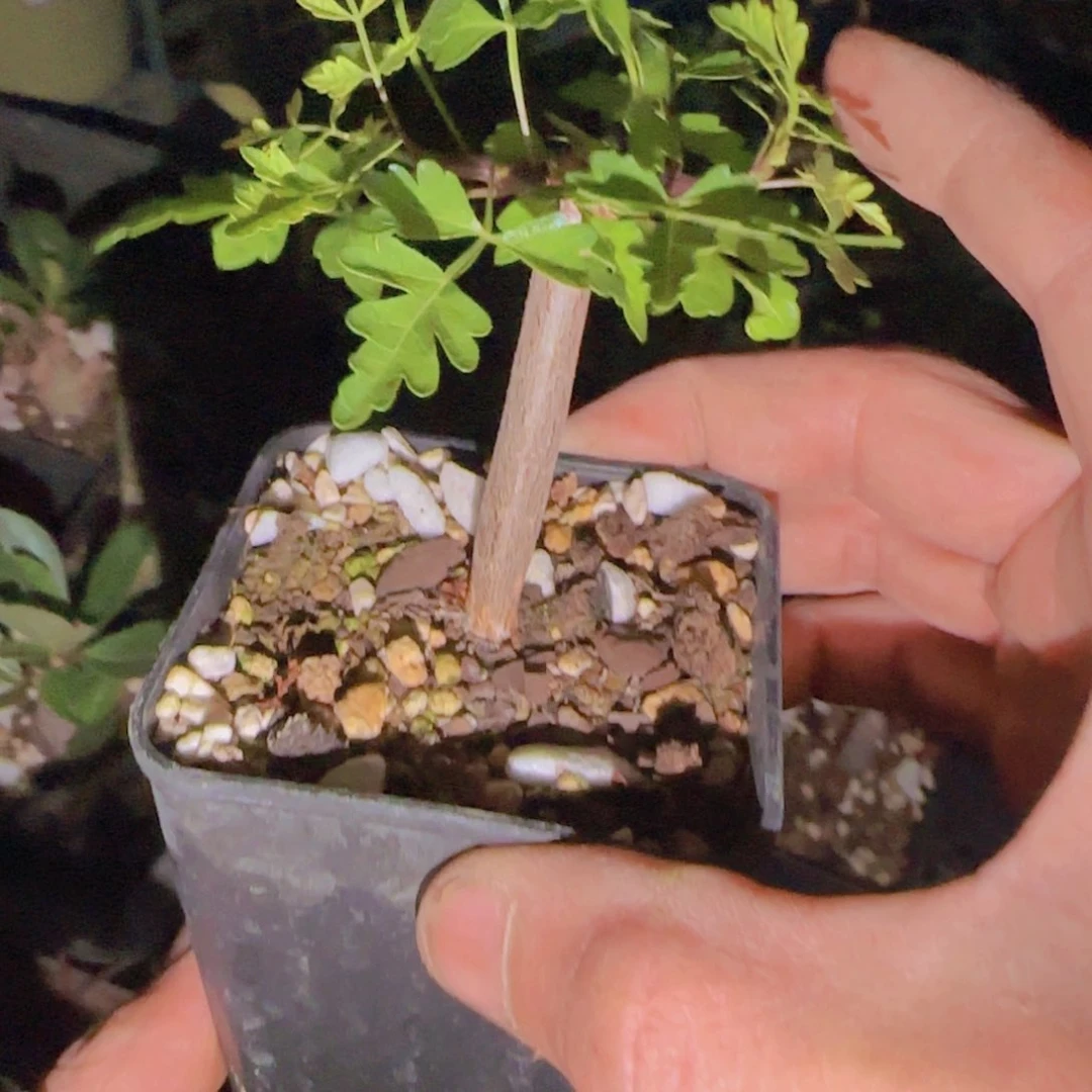 逐*者块根植物块根植物