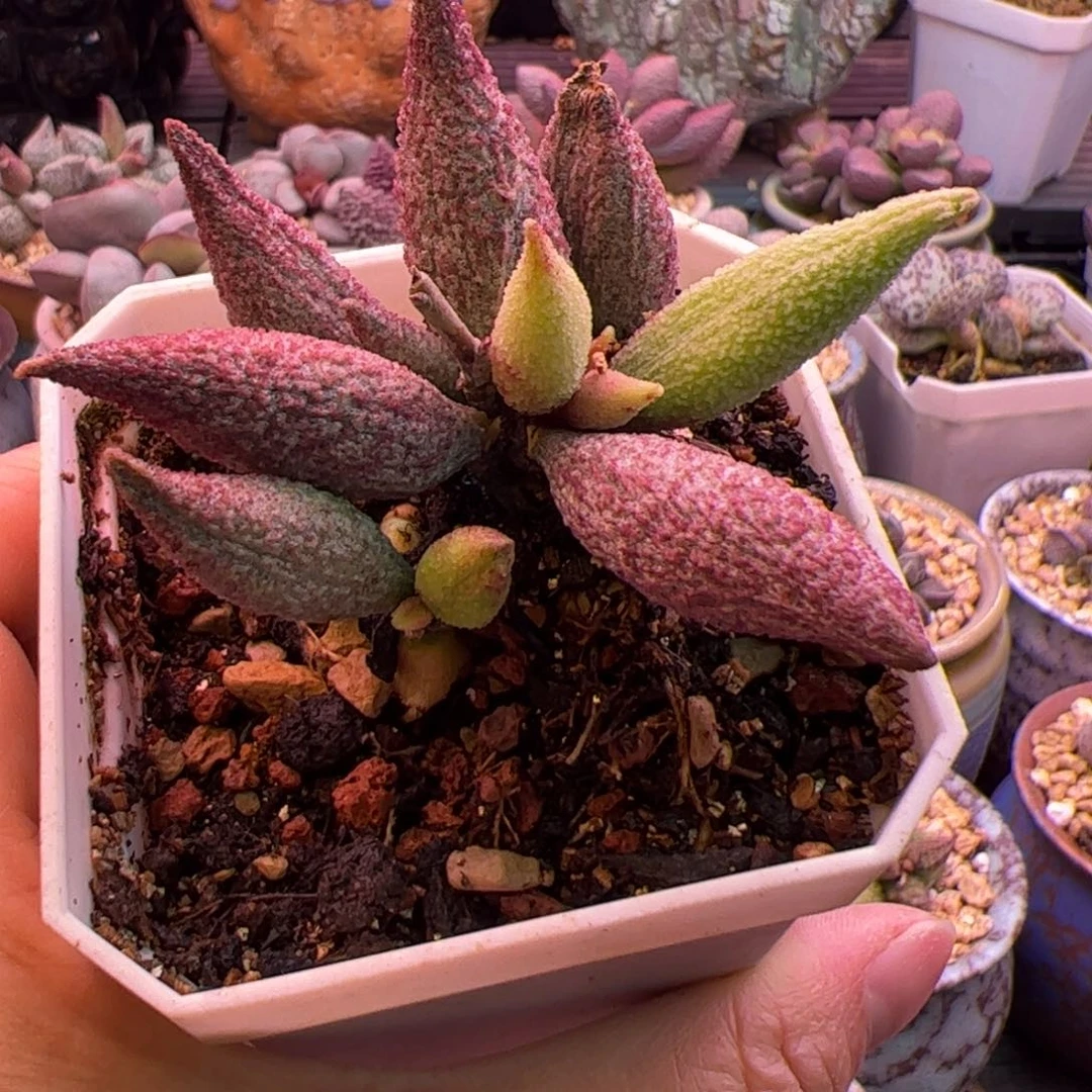 纯红哈哈默杂。