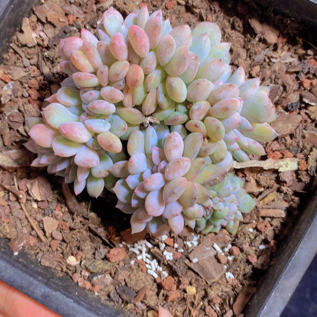 新年快乐新年快乐