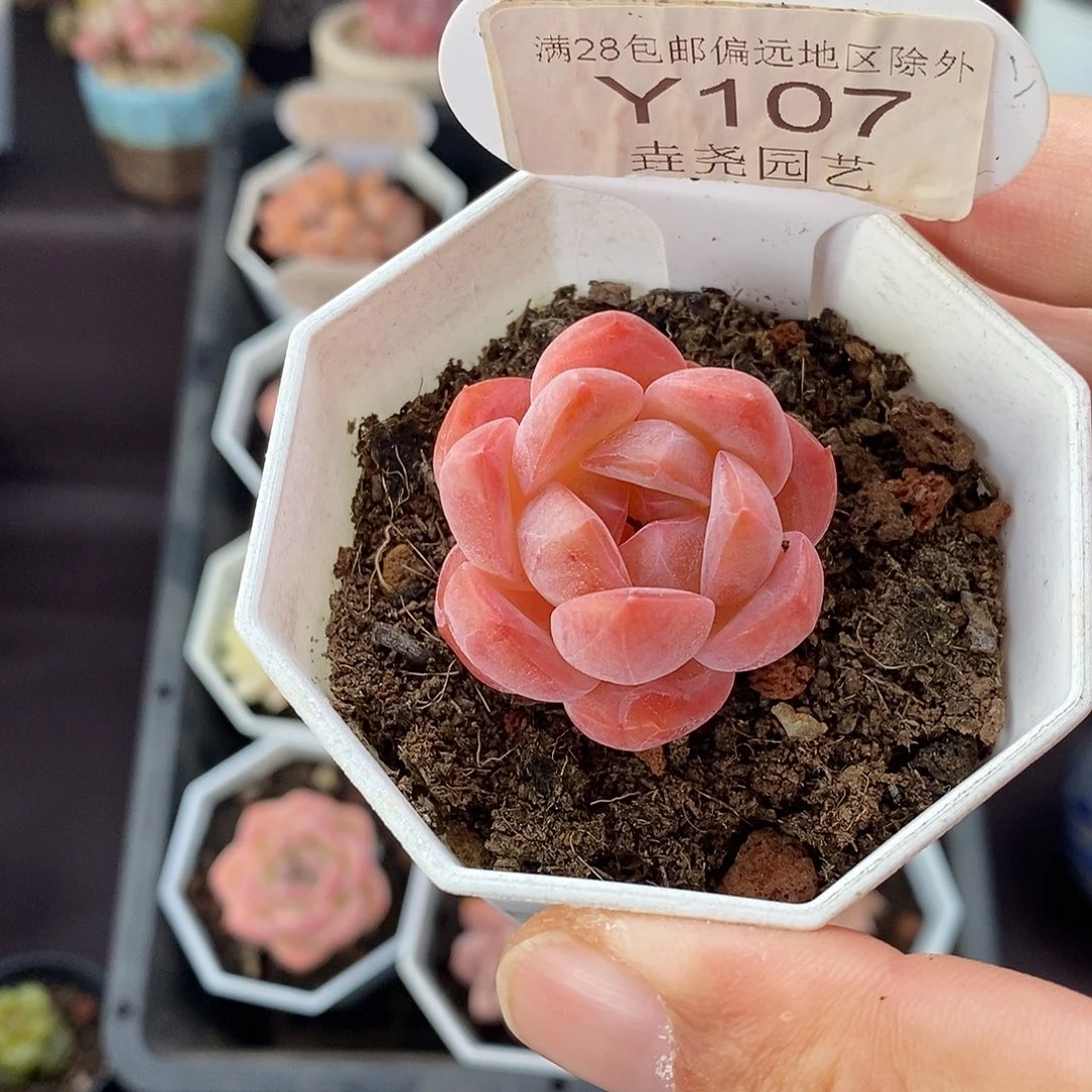 0107！草莓果酱 3.5cm