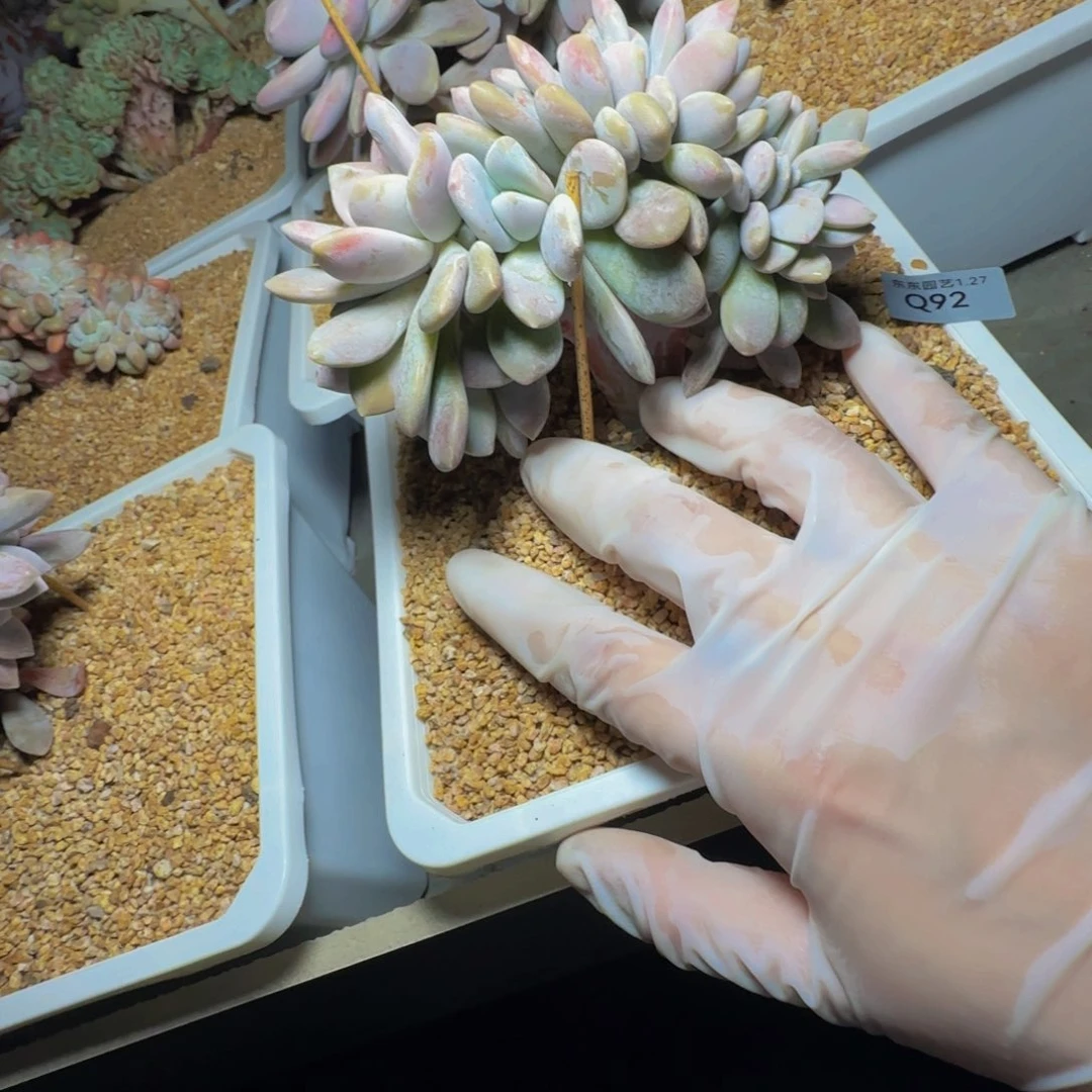 芣**一q q q q q q q q q 92