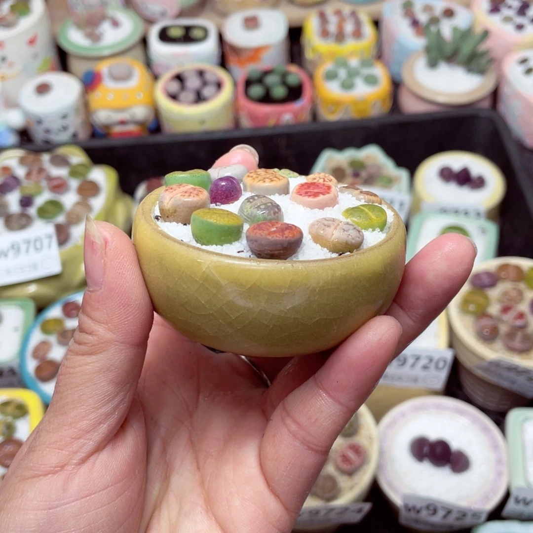 w9731 -零下地区拍保温箱-15支持寄养