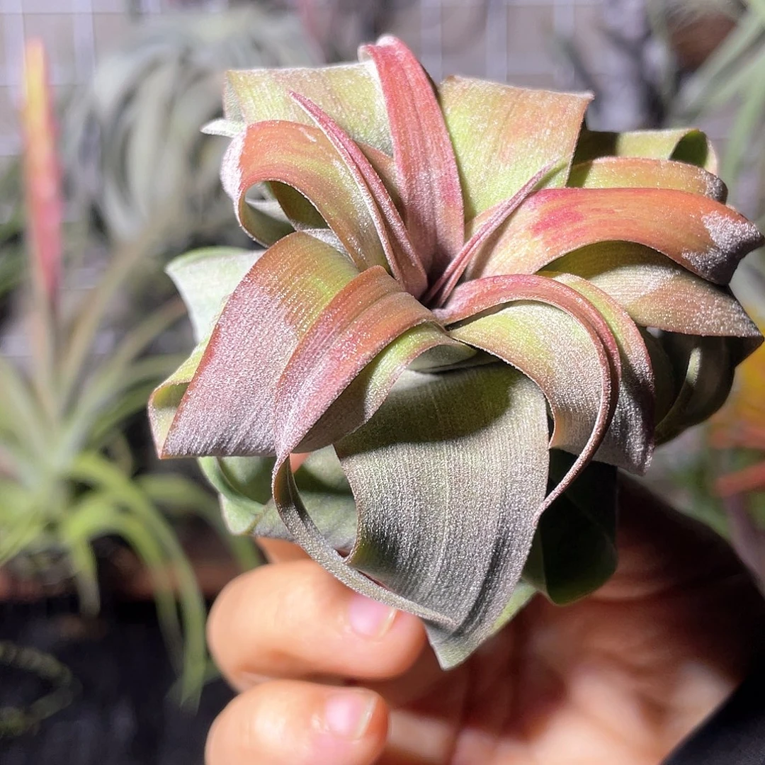 电卷1号  空气凤梨