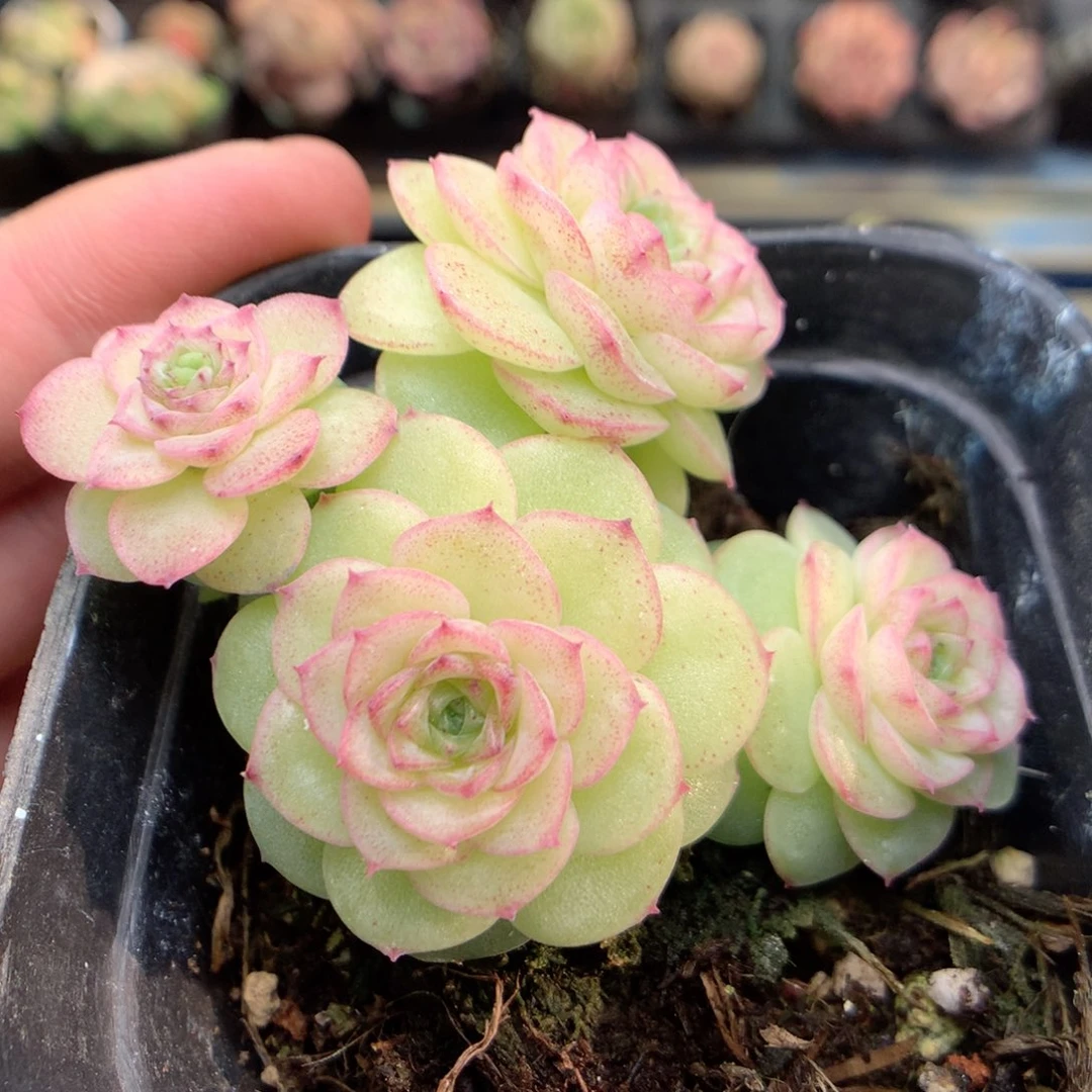F128新品优选编号小脸朵朵群
