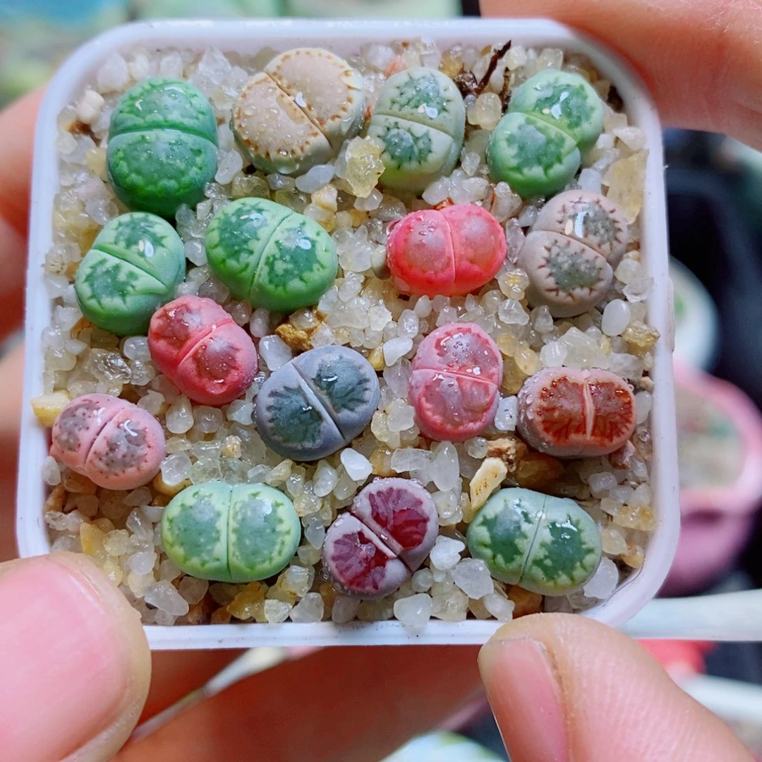 生石花花花哈哈哈哈哈哈938