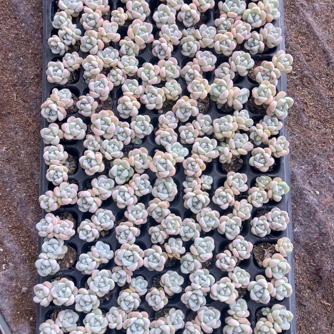 大*大大定向冰玉！！！！！