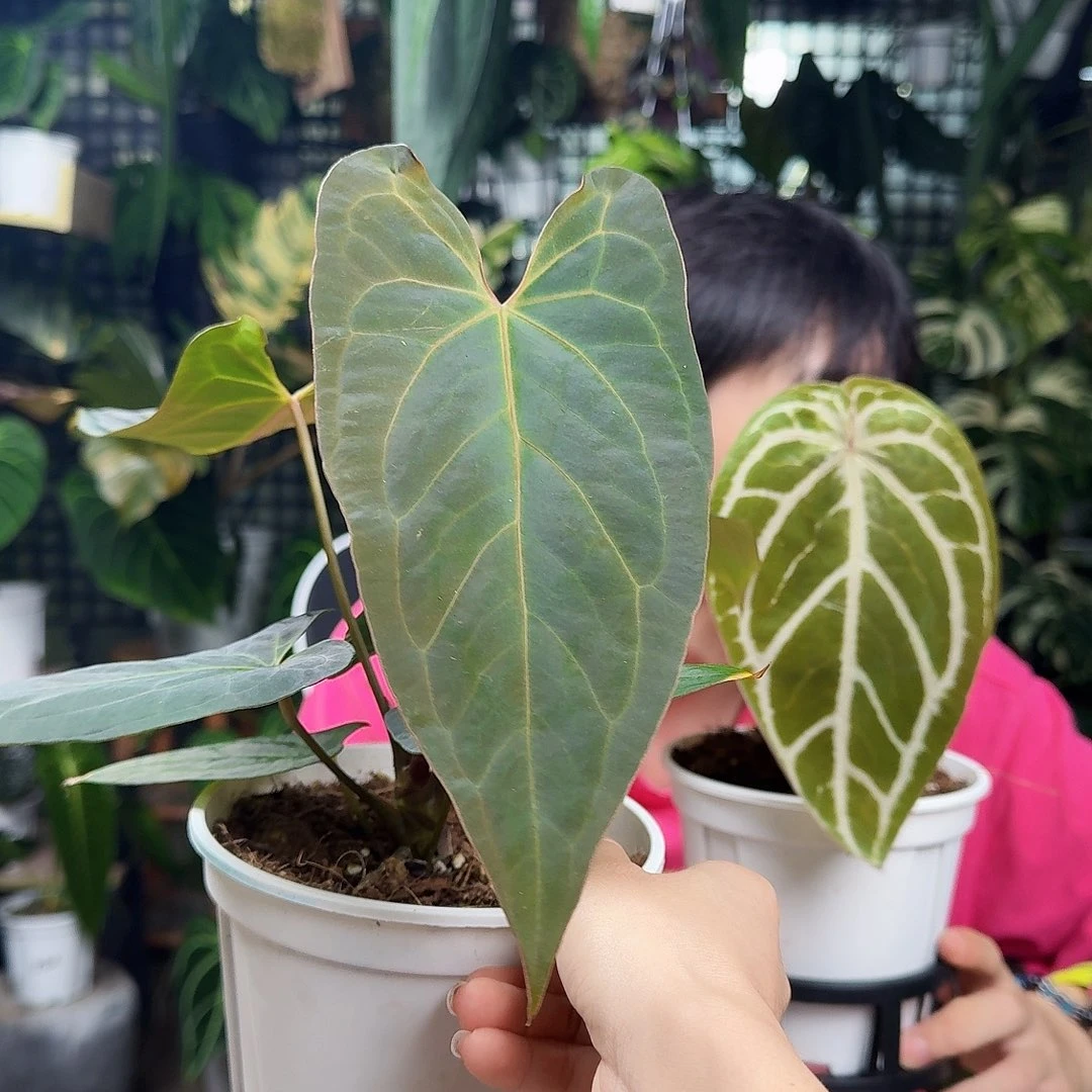 微***甜完全开放一物一拍A42