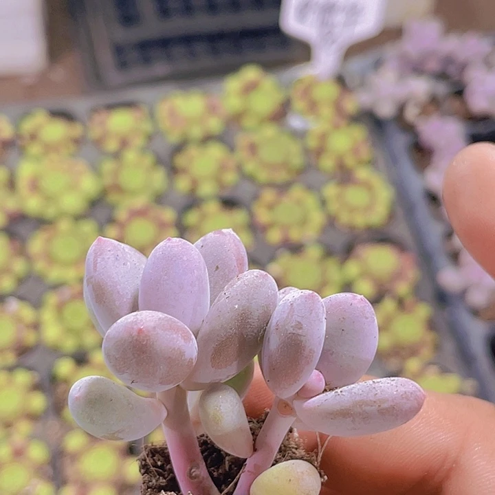 双头芭比奶【满10颗包邮】