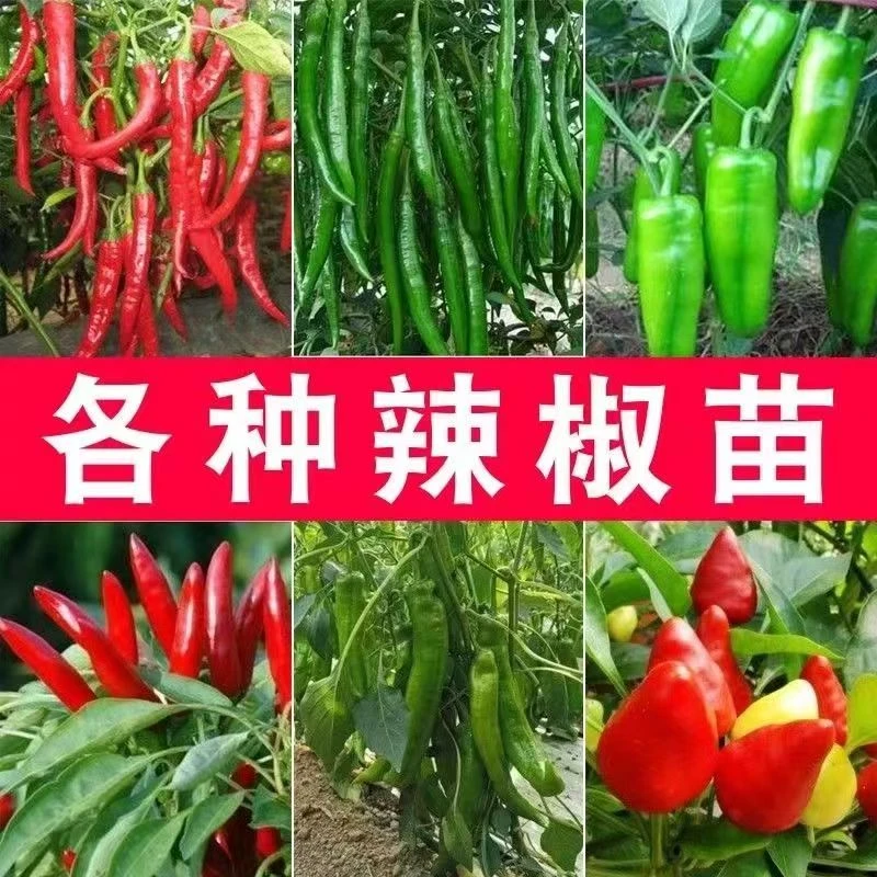 各种辣椒苗薄皮椒牛角椒灯笼椒朝天椒小米辣樟树港优质种苗