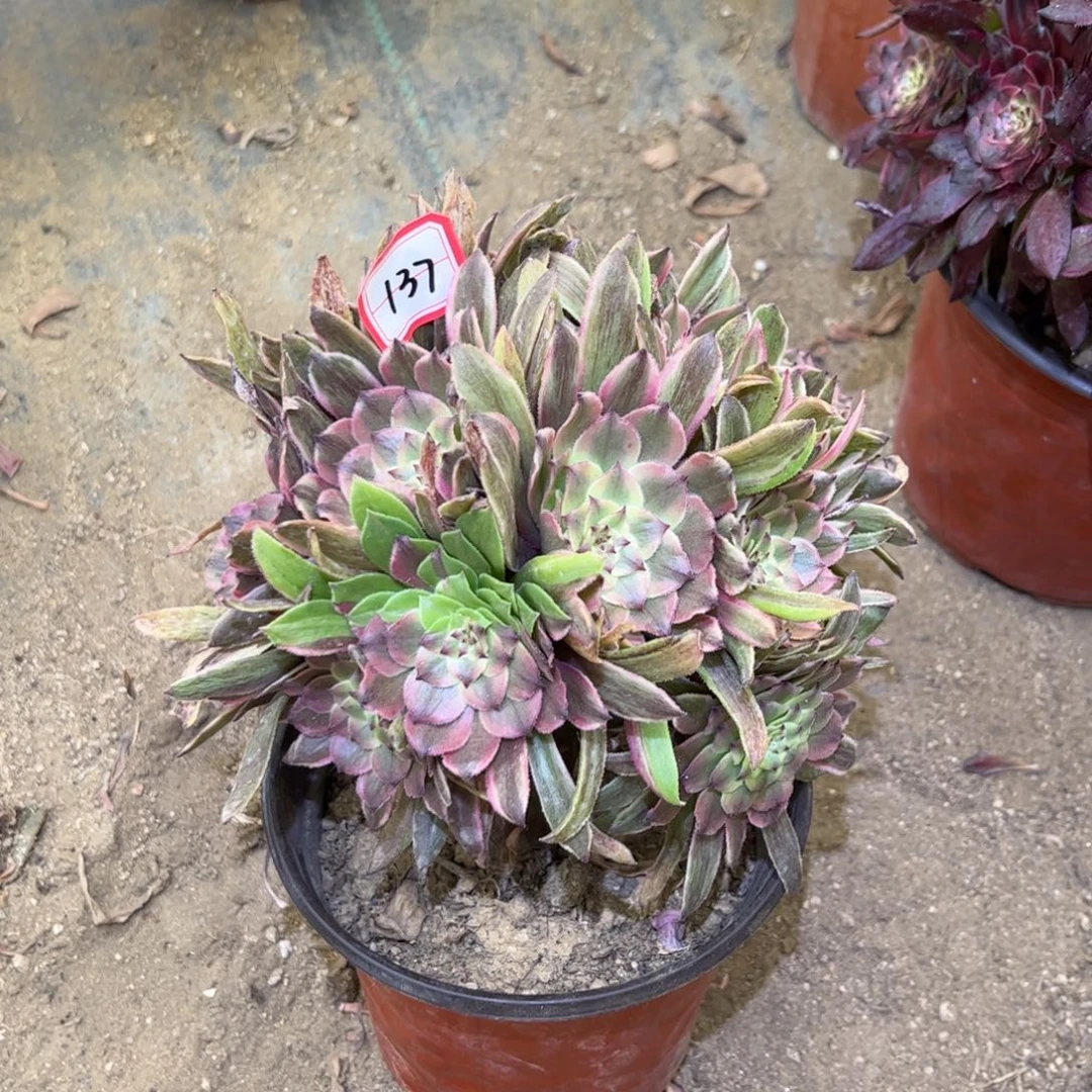 137多肉植物花脸粉黛