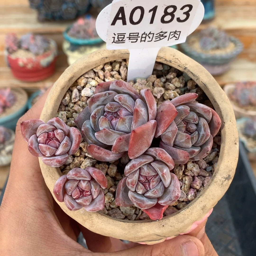 大***哦A0183 星影老桩小脸 有摘 8cm