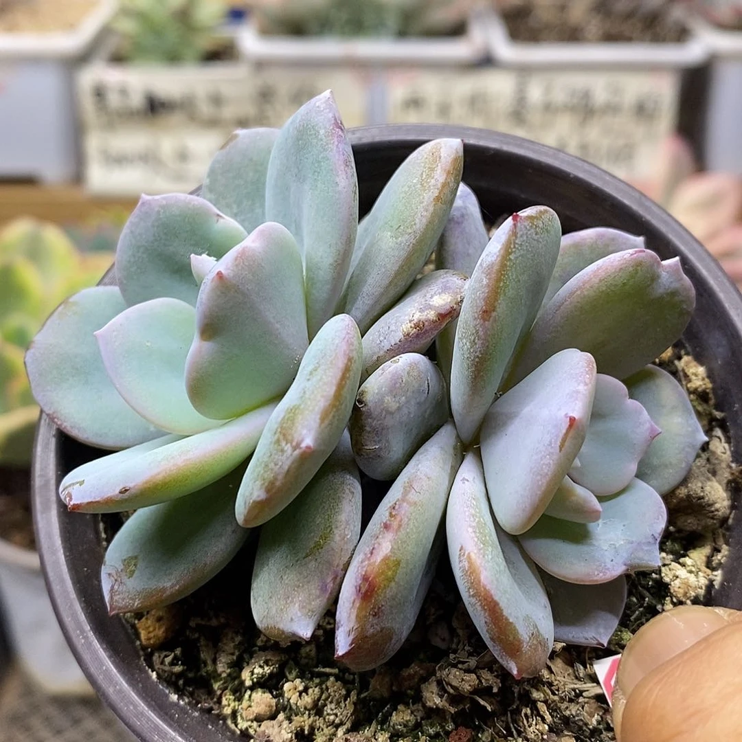 07123 奶茶双头多肉