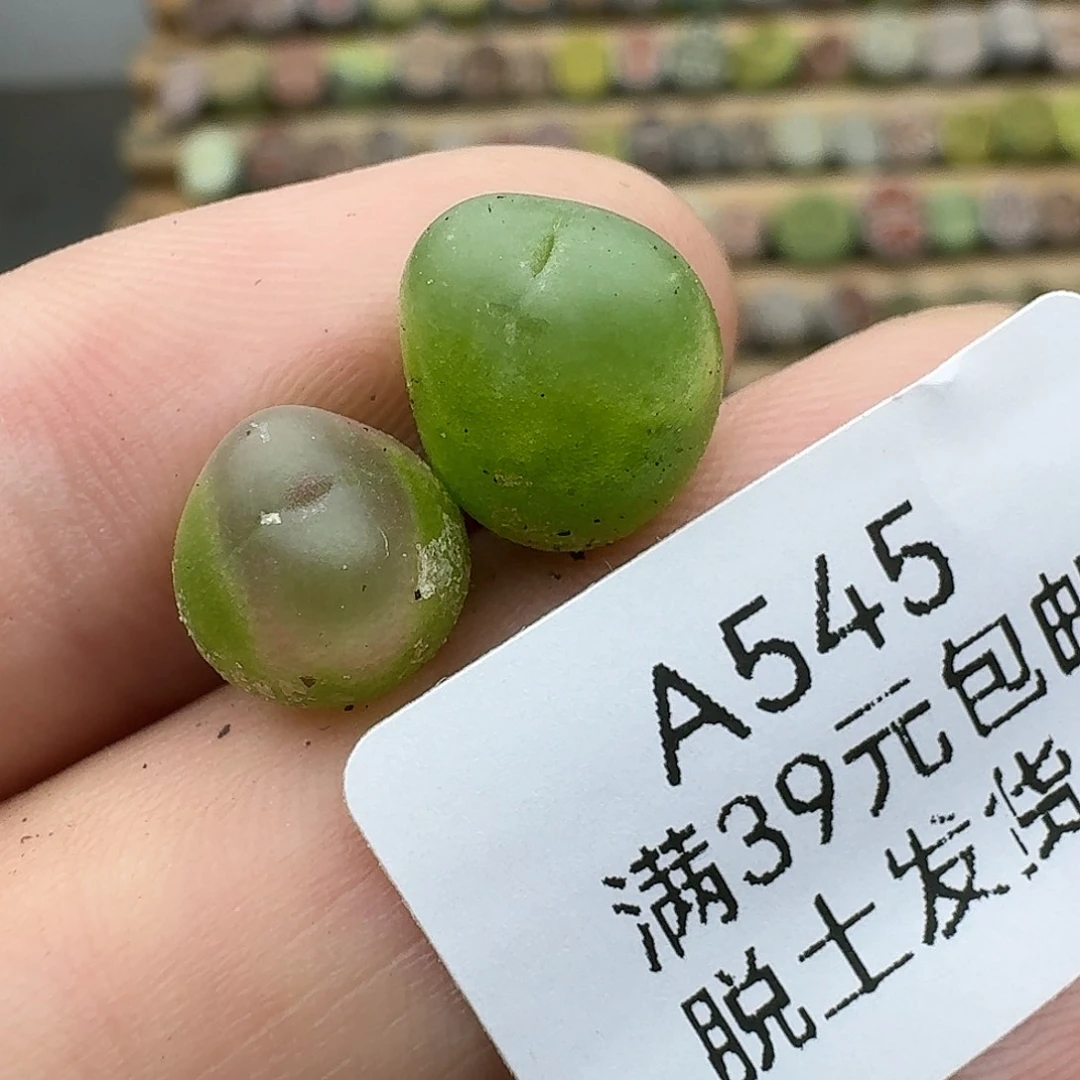 545一颗拉拉腿略长