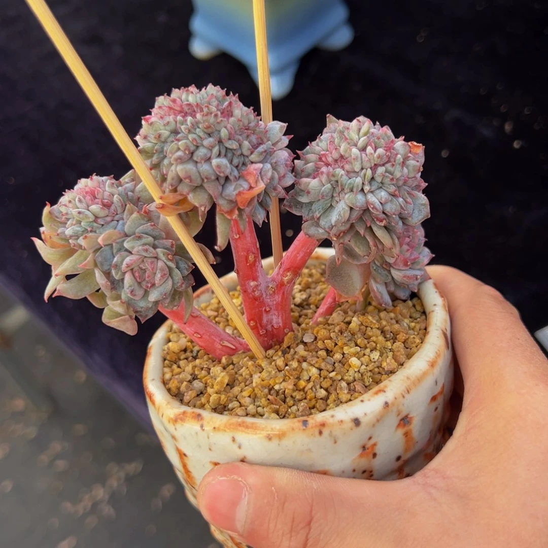 新年快乐 树莓无暇