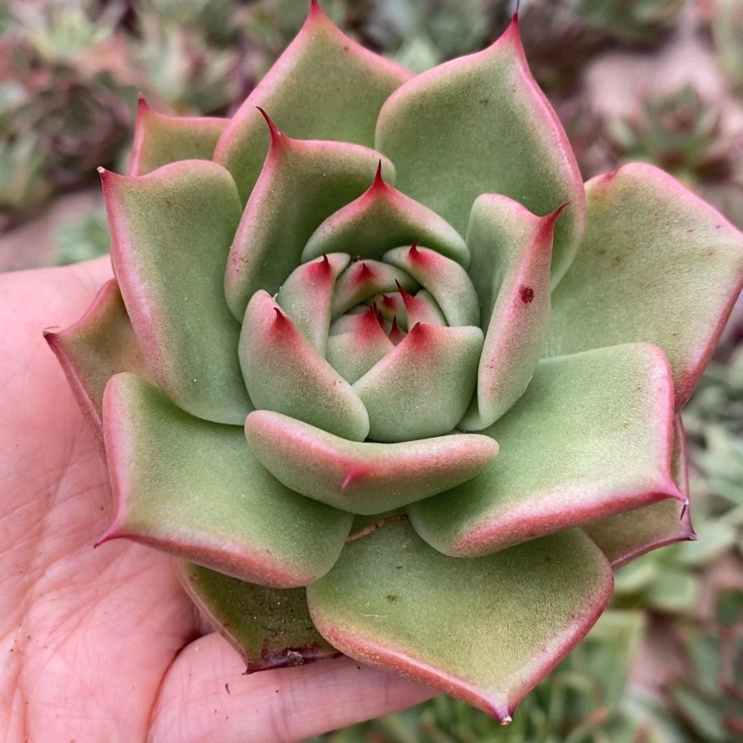 无花朵宽圆叶长睫毛新品