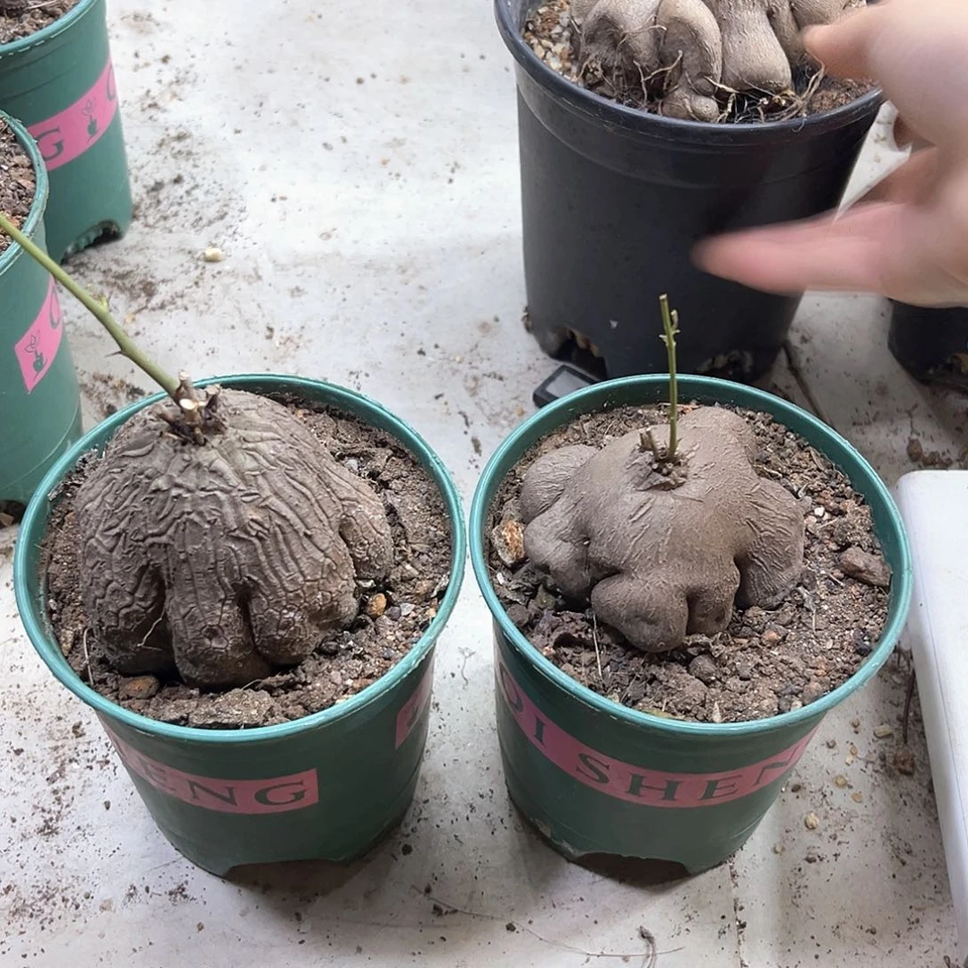 楷***哥潮流植物象足龟甲龙，两个