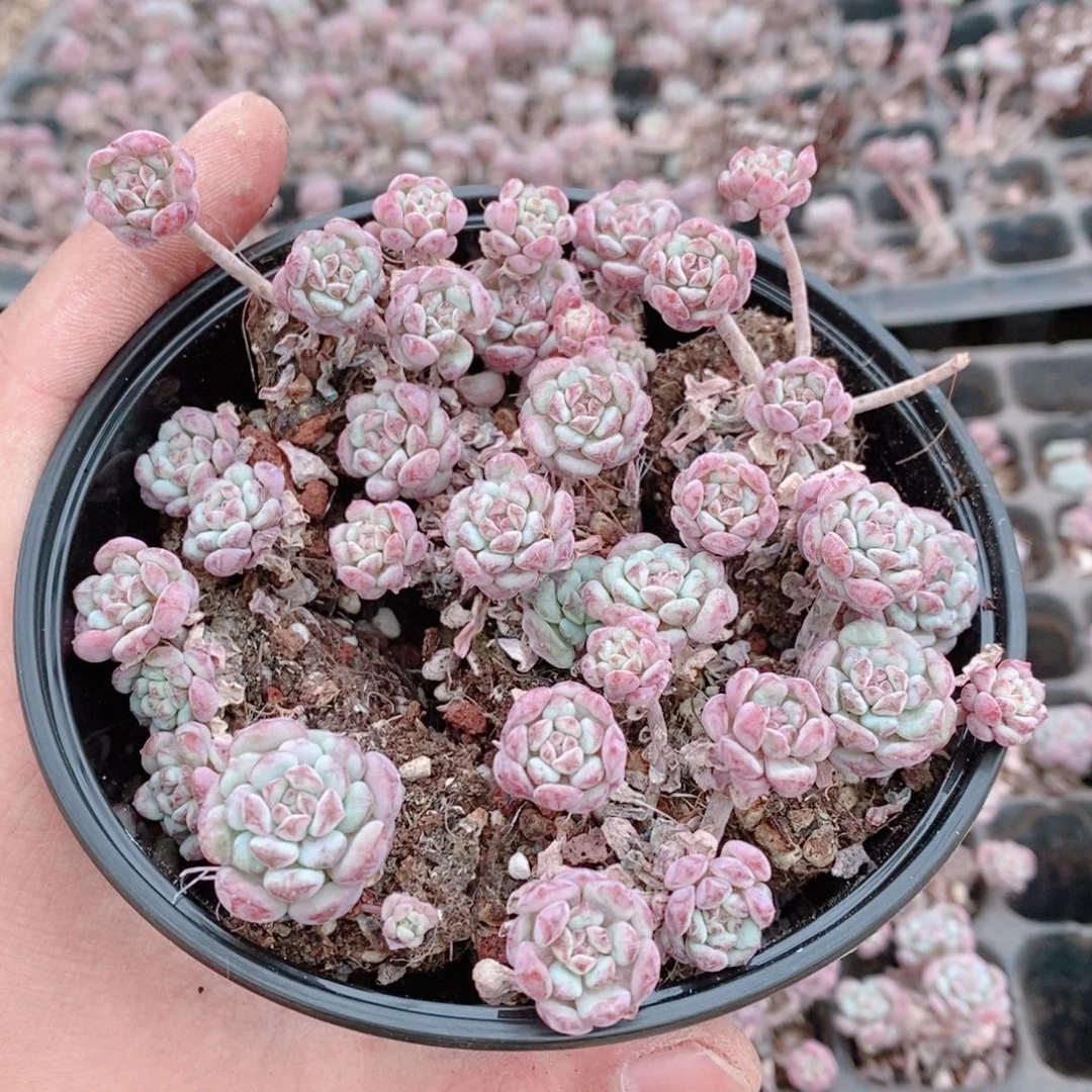 多肉植物精品切糕B445