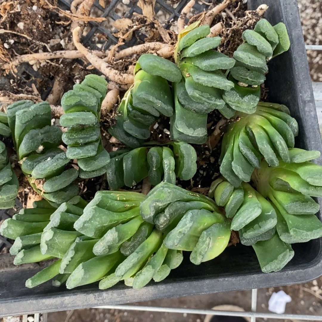 1014 一颗银法师玉扇