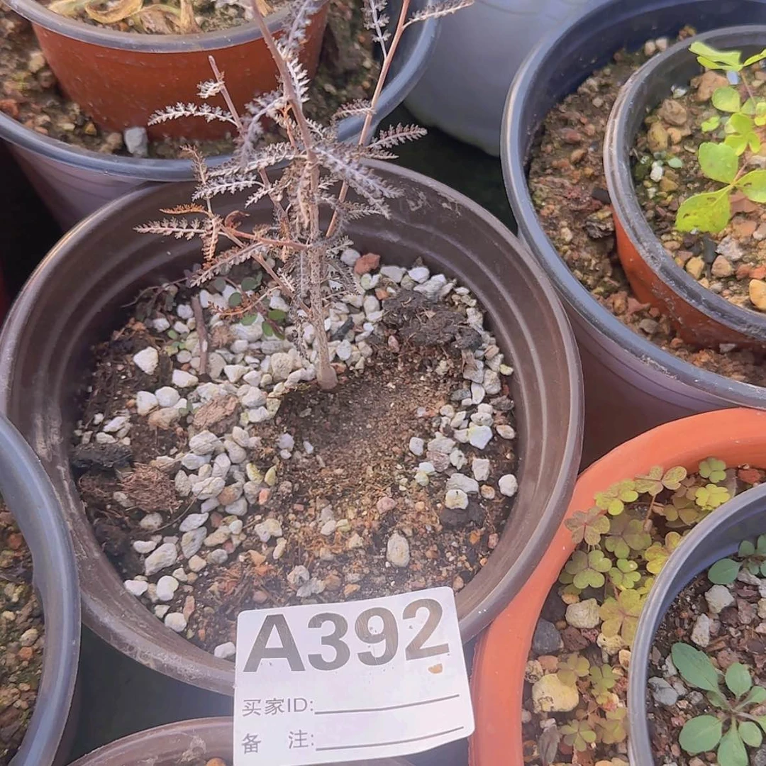 【闪购商品】黃*樓块根植物