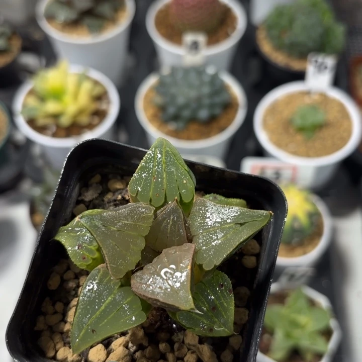 媚凤原盘原土多肉植物