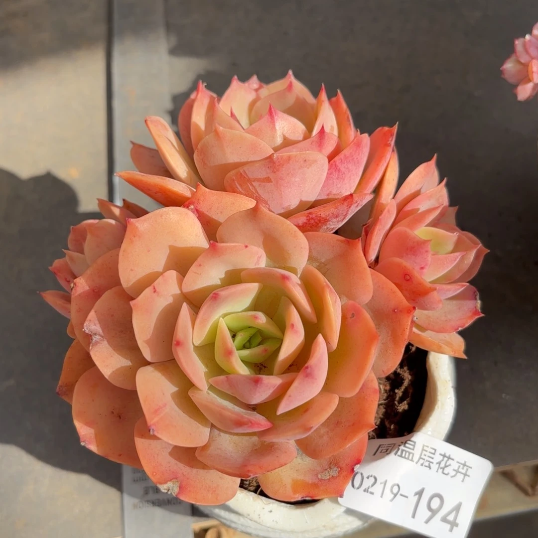 同温层多肉白雪公主194