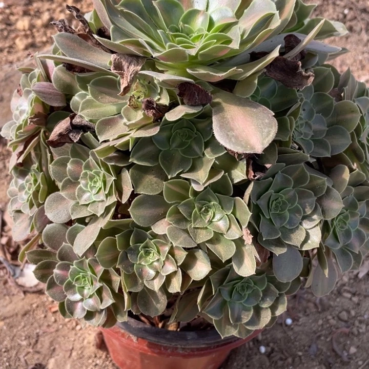 无花朵020多肉植物保护女巫中斑