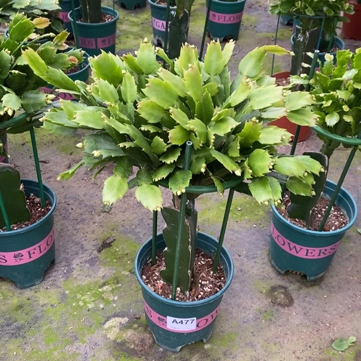 当前无花栽培后可以开花暖***檬477嫁接雅思