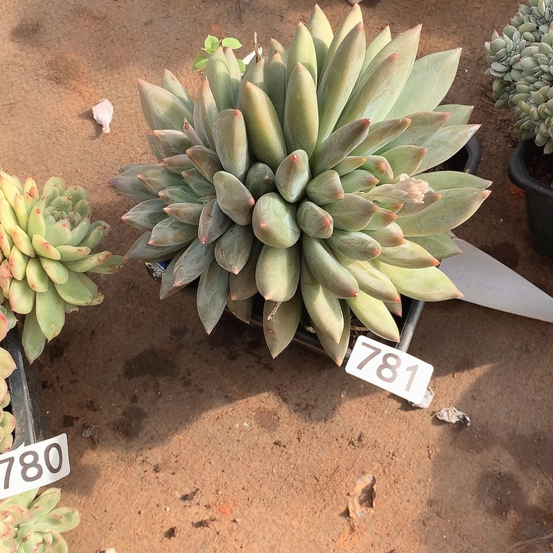 781重楼 一物一拍多肉