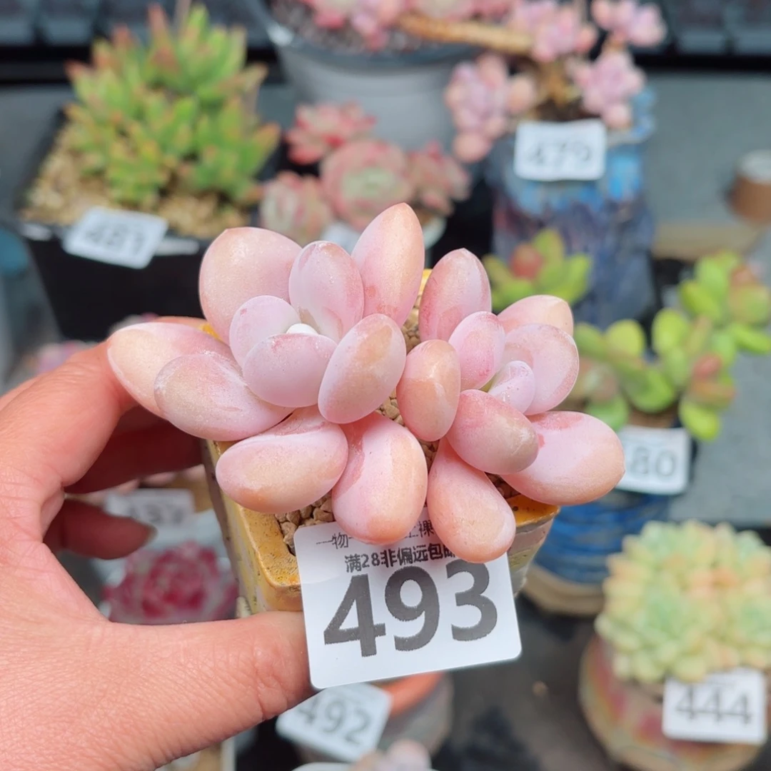 粉兔双头无盆土发货