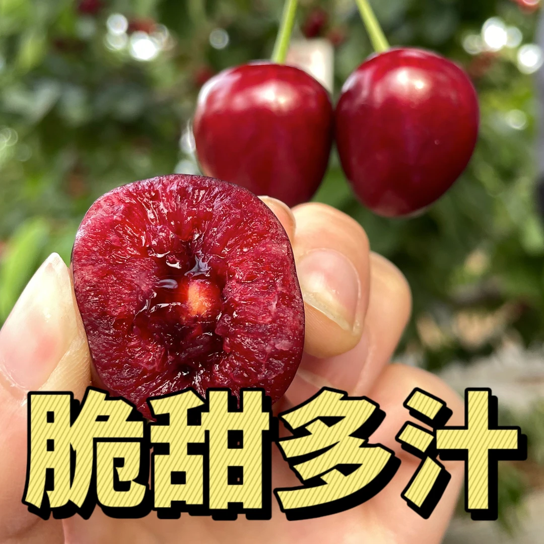 【果农自卖】自家樱桃园山西美早大樱桃现摘现发顺丰空运包邮