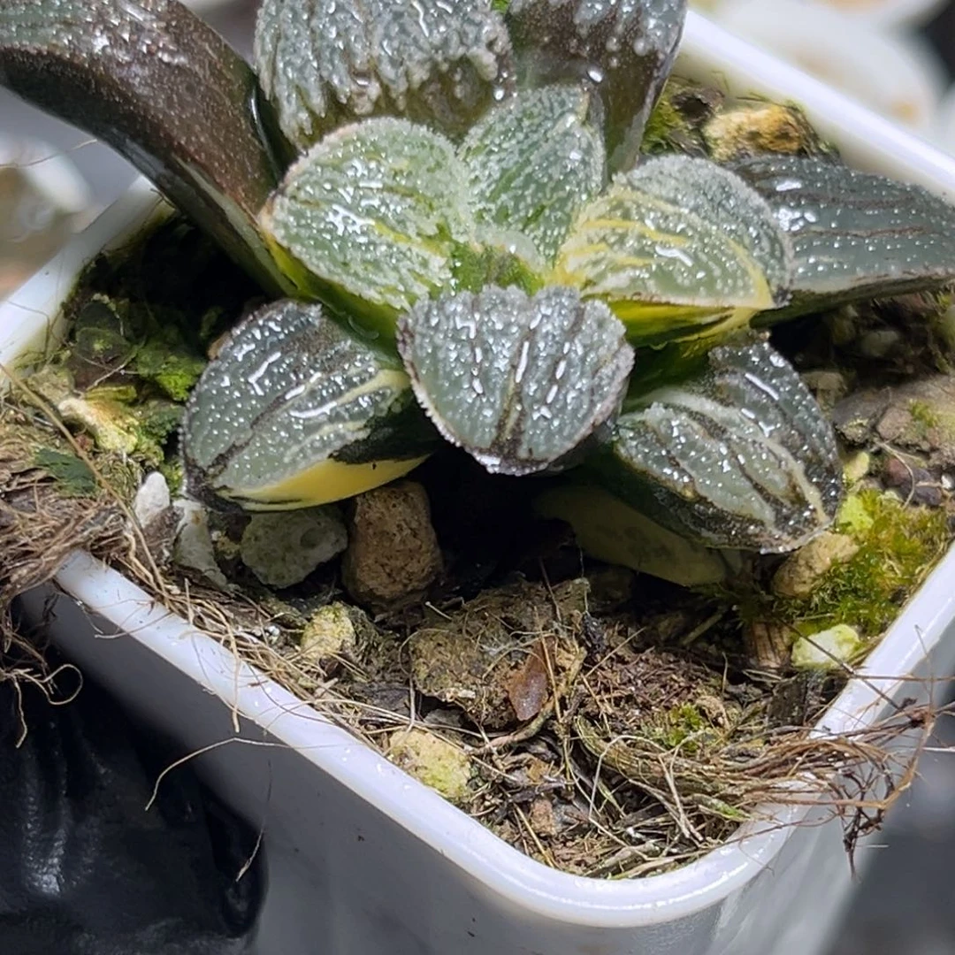 十二卷多肉植物1670雪之礼