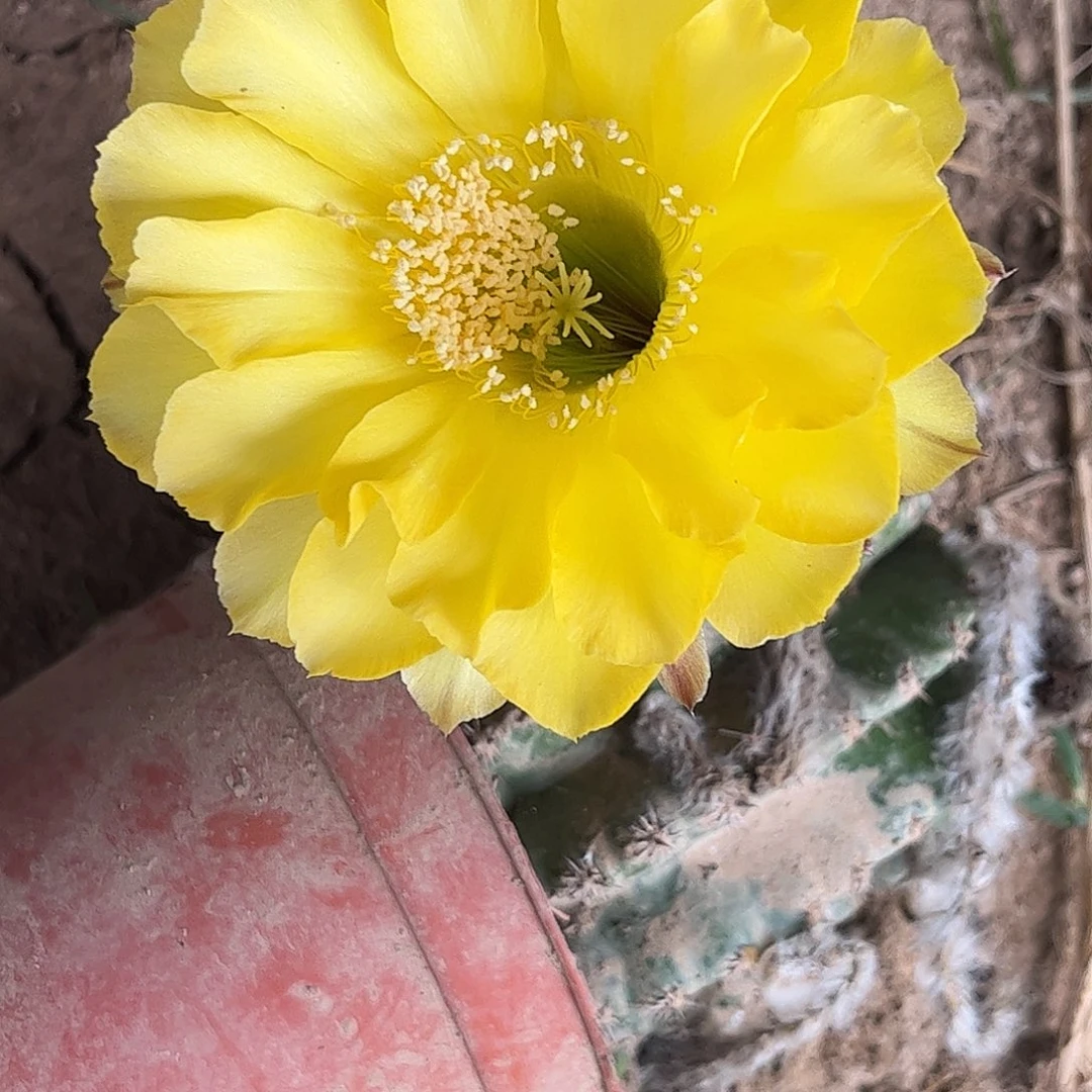 165 师生仙人球20包邮瑕疵斑