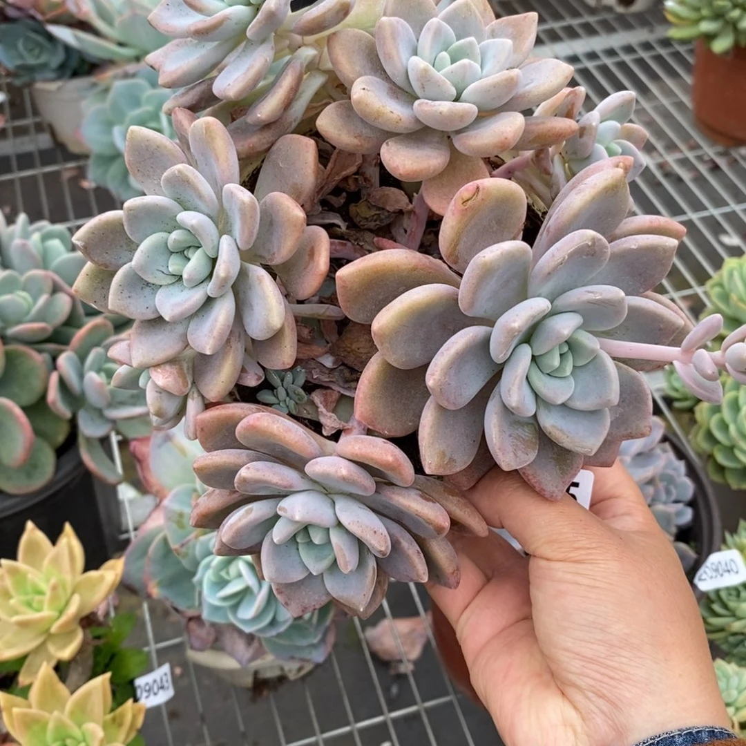 9045克洛伊一物一拍