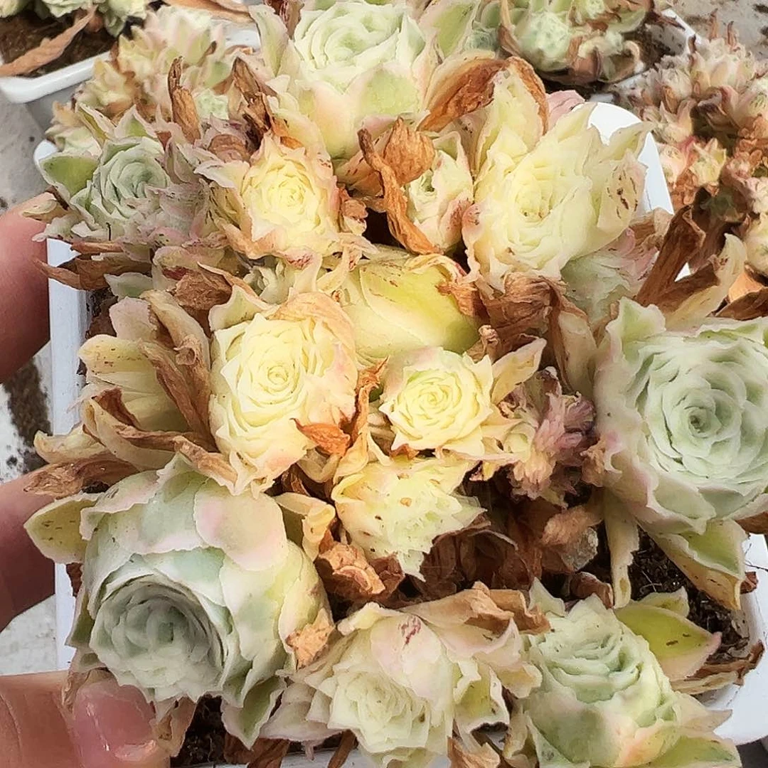 山地玫瑰锦秋夕6月12日884号