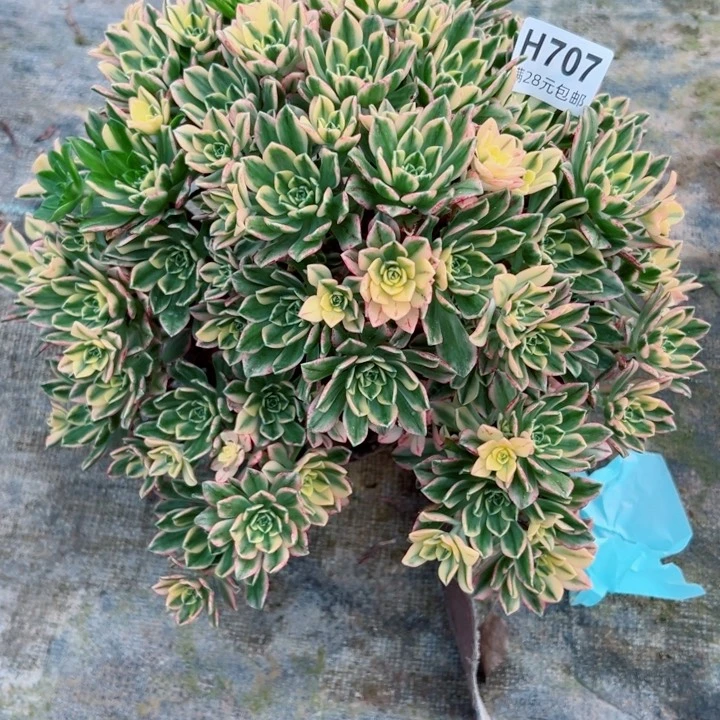 707甜茶多肉植物