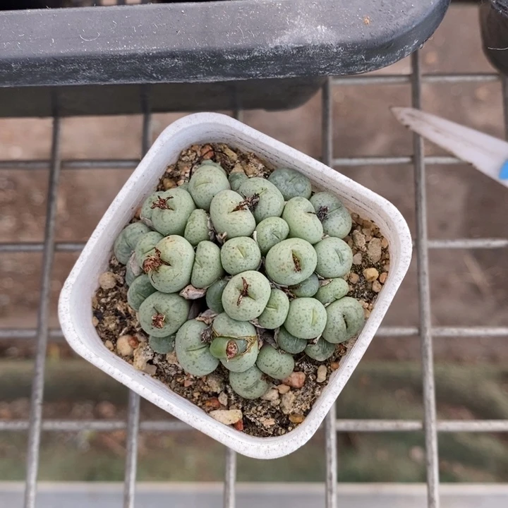 伯克利和格蕾纳等著名音乐