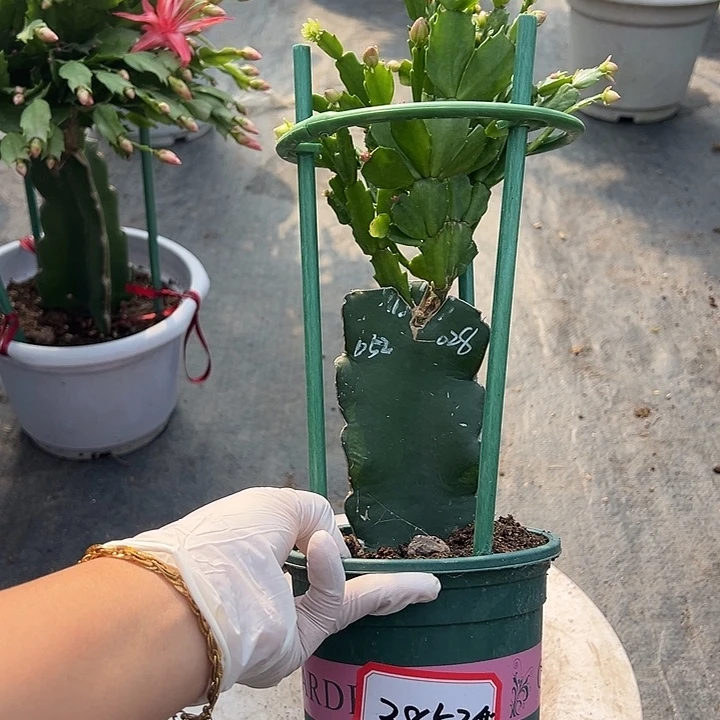 双色重瓣蟹爪兰福利3853